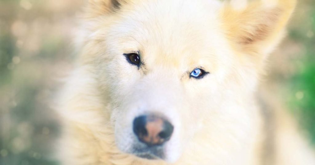 How Much Does a Samoyed Cost?