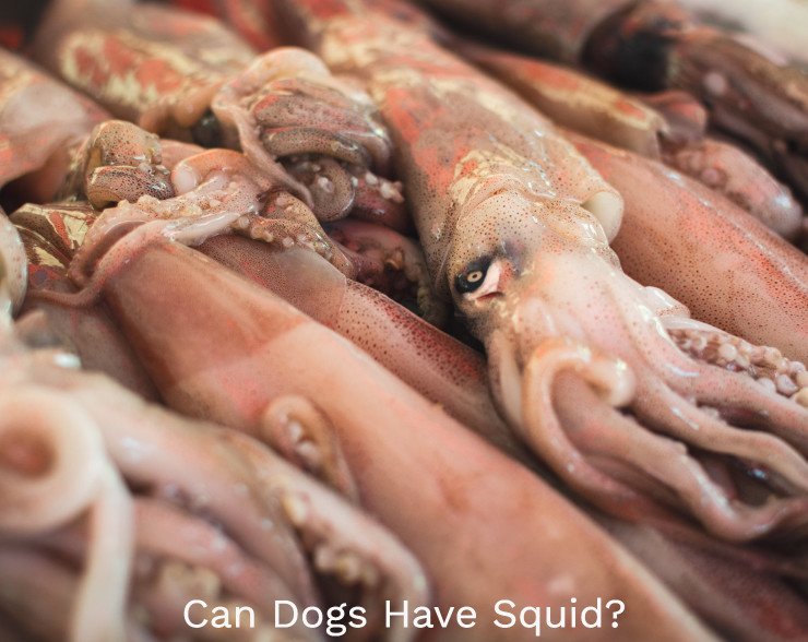 can dogs have squid