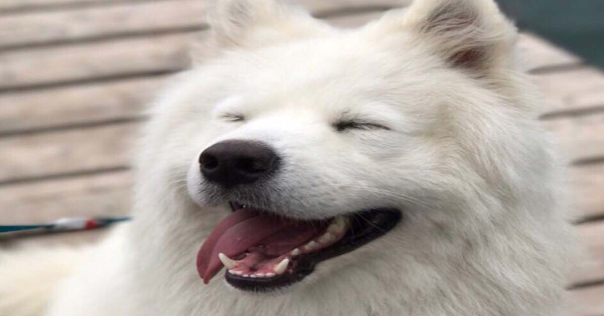 what is a samoyed dog