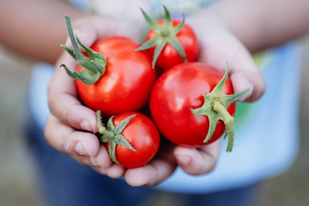 Can Dogs Eat Tomatoes Is a Tomato Bad For My Dog