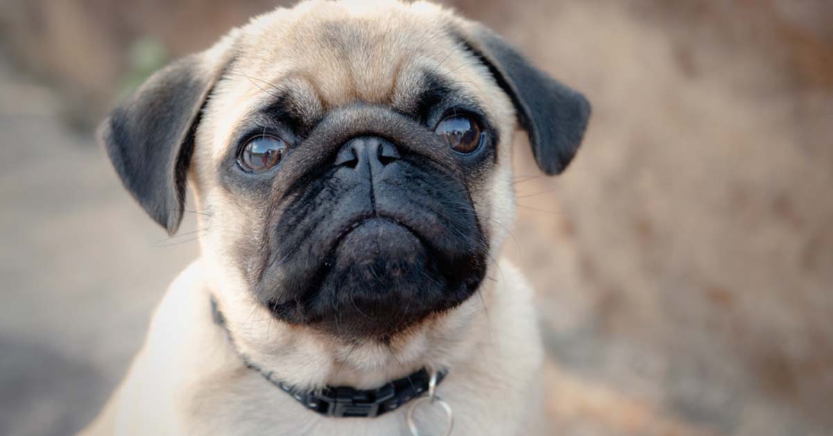 Pugs Are Awesome Dogs - Pug facts - The Truth About Pugs