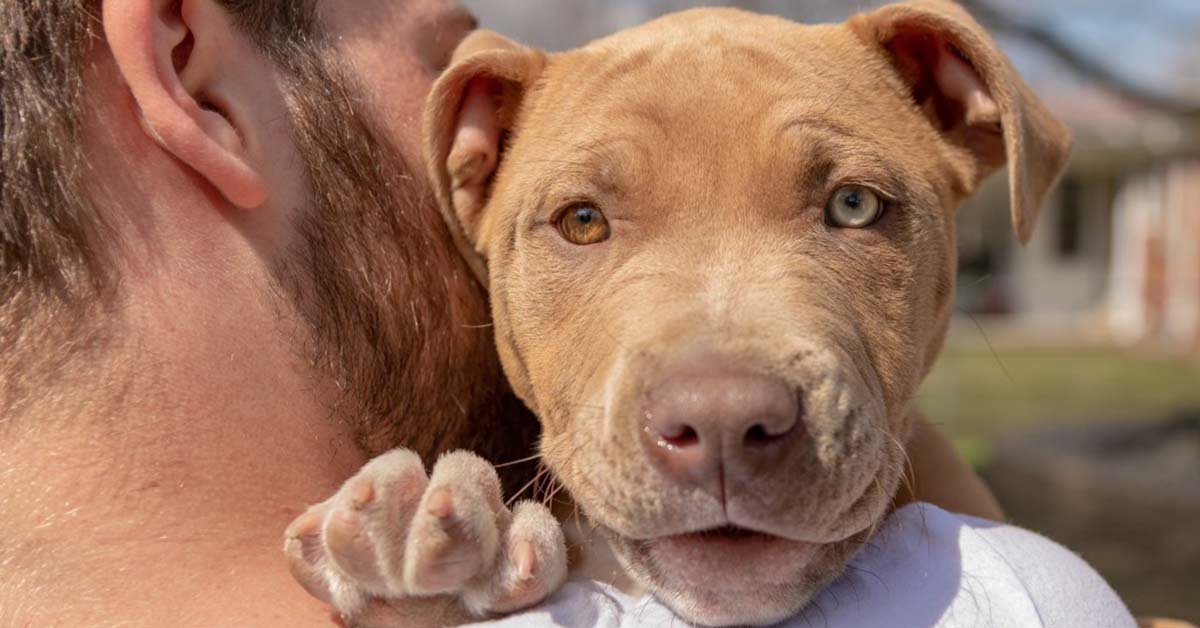 red nose pitbull information