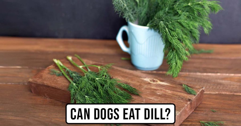 can dogs eat dill featured