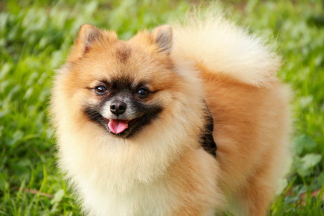 All About The Pomeranian Breed - It's a Doggie Thing