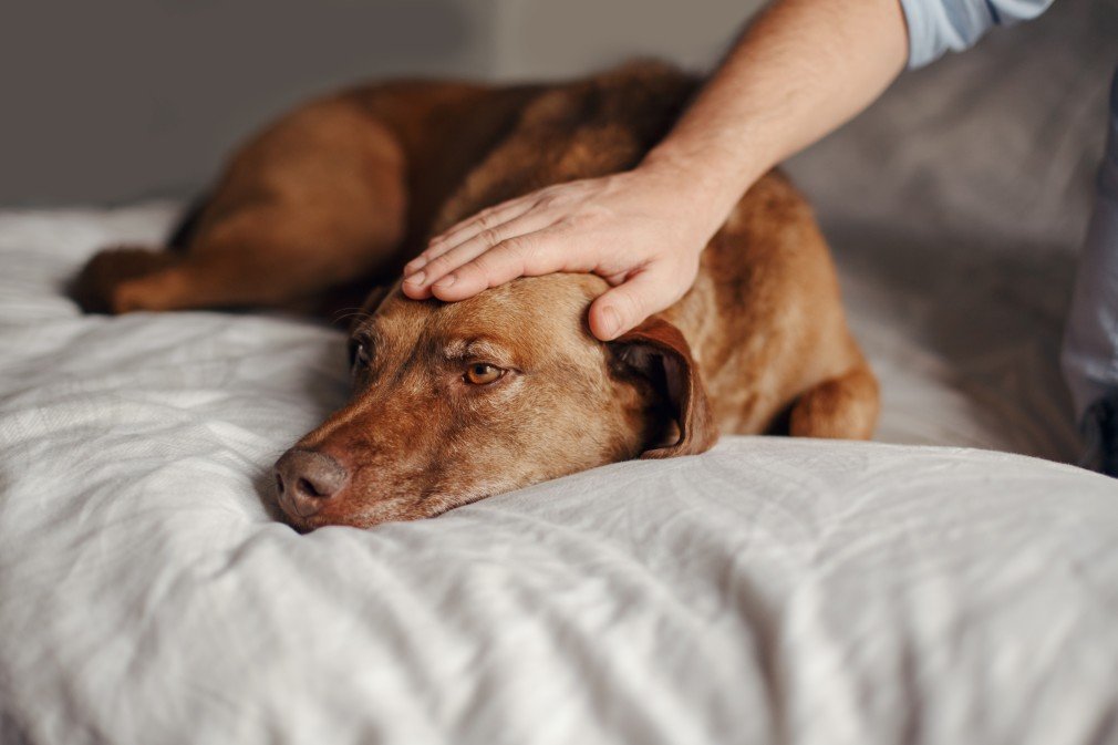 Signs That Your Dog is in Pain It's a Doggie Thing