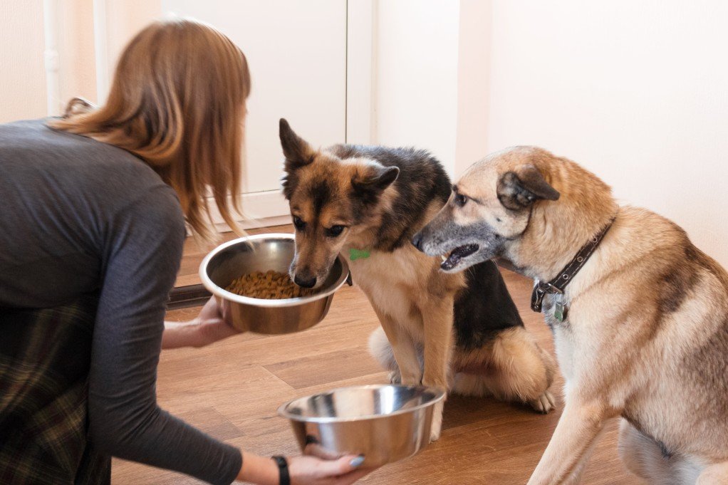 Useful Tips on How to Entice a Picky Dog Eat His Food - It's a Doggie Thing