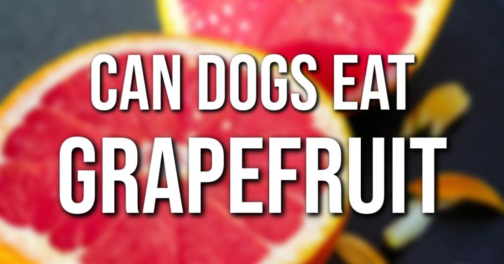 can dogs eat grapefruits